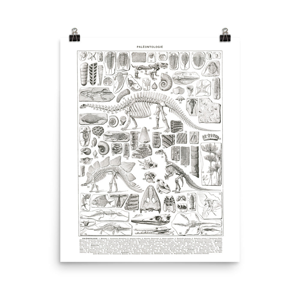 Large Black & White Paleontology Poster w/ Dinosaur Skeletons