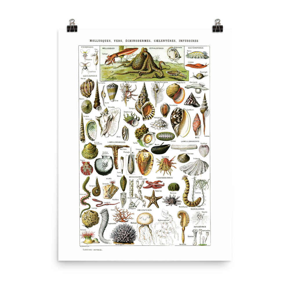 Large Fish Species Chart Poster by Adolphe Millot