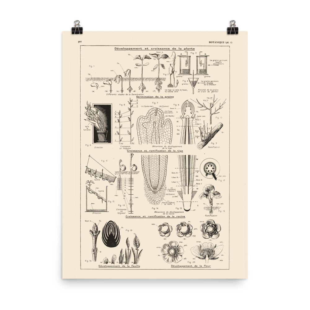 Botanics Poster - Floral Plants' Growth