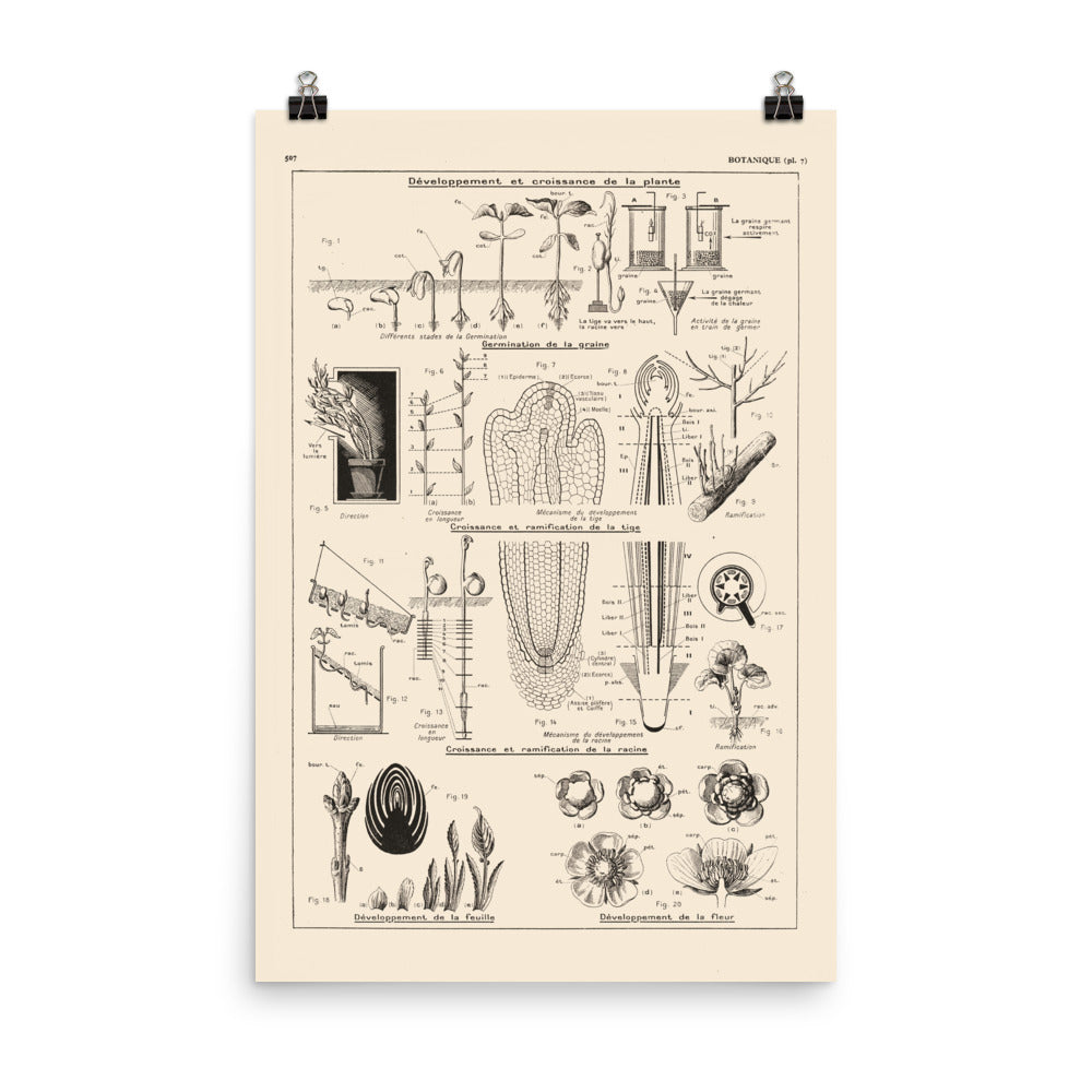 Botanics Poster - Floral Plants' Growth
