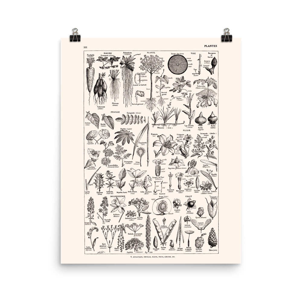 Large Scientific Botanical Plants Poster