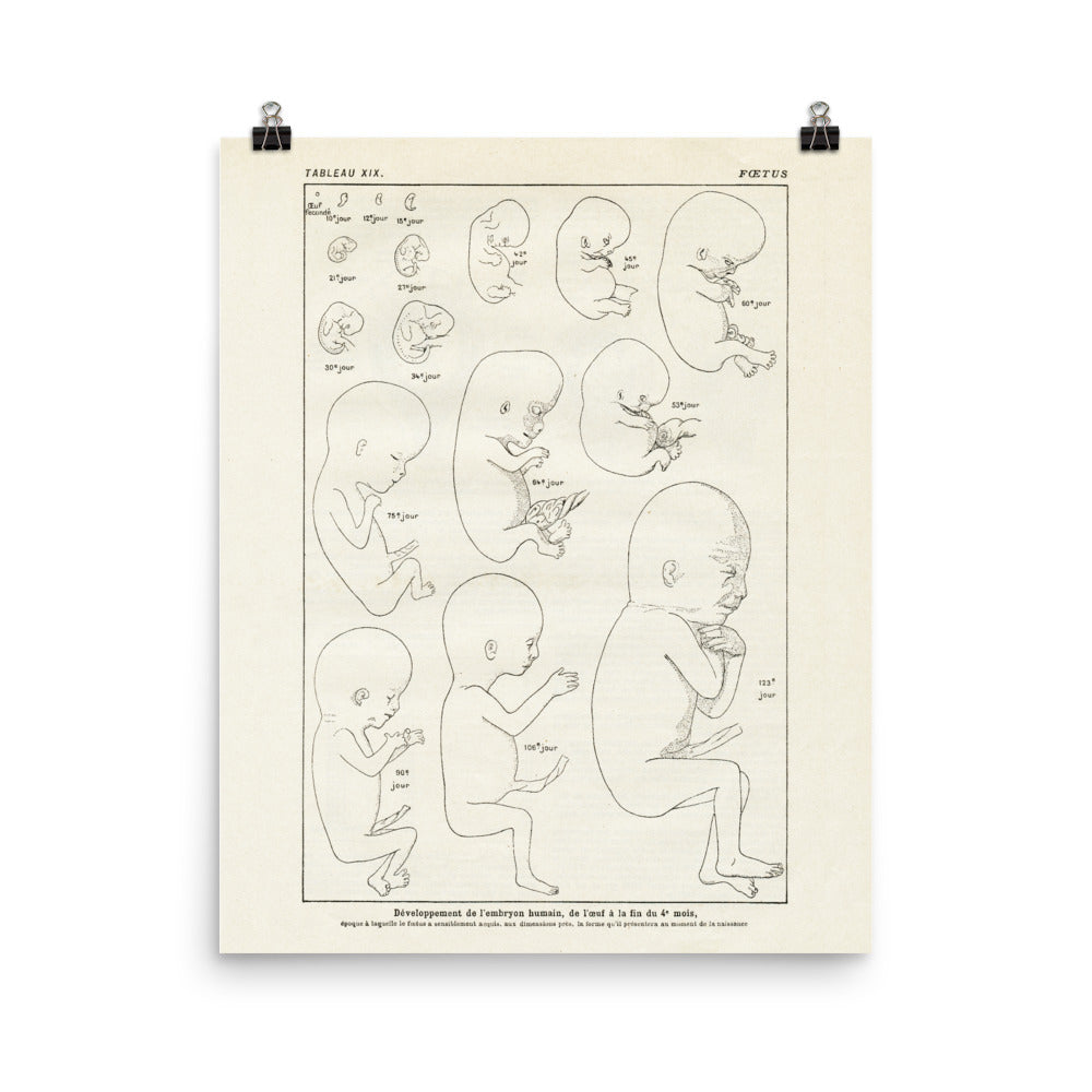Vintage foetus anatomy poster