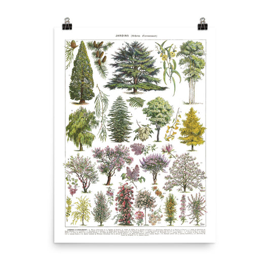 Ornamental garden tree wall art poster - Cedar by Adolphe Millot