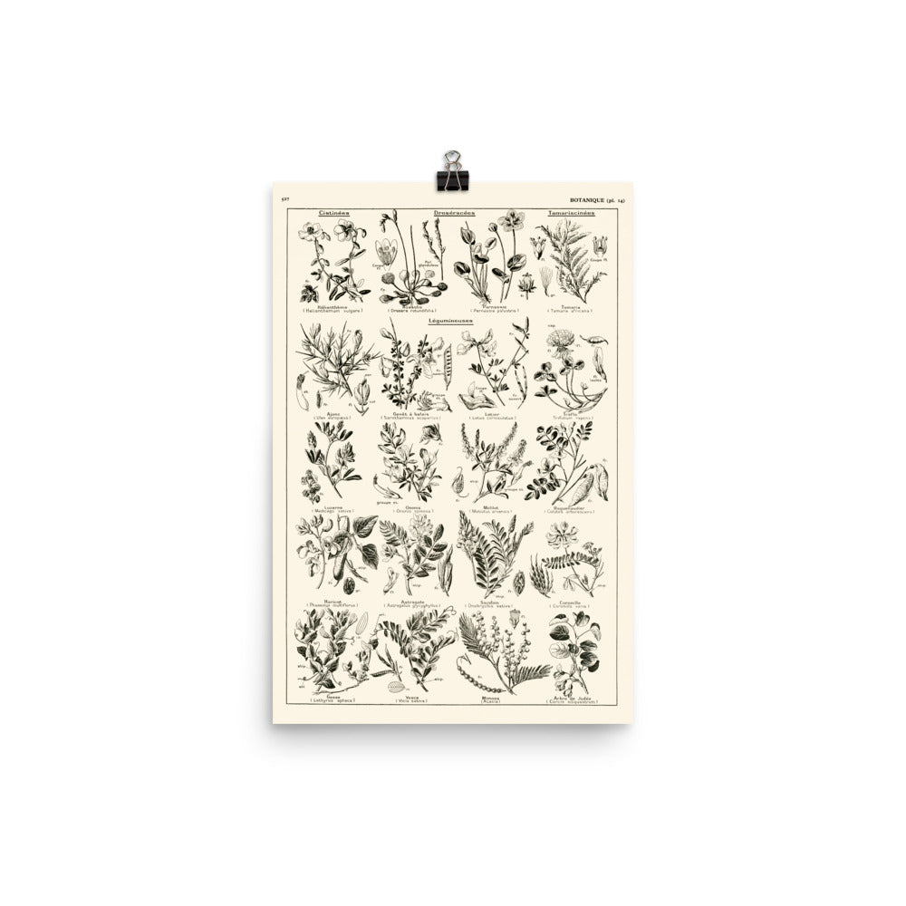 Grande Affiche Botanique de Légumineuses