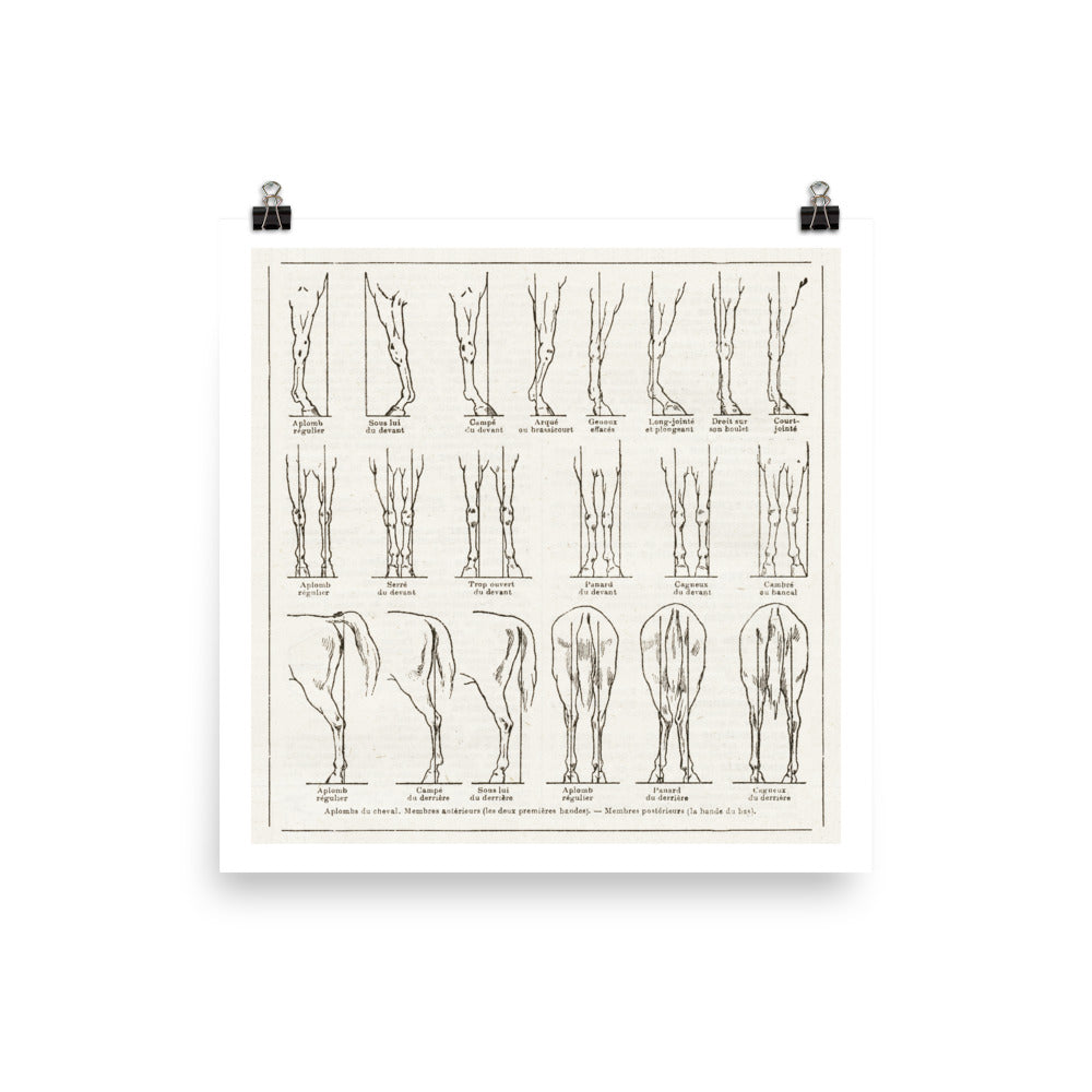 Large horse leg conformation poster for Equestrian Home Decor