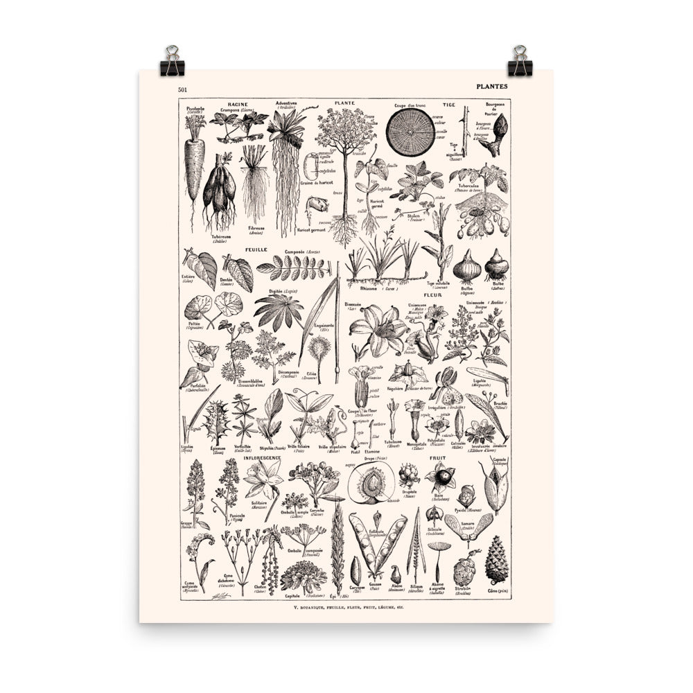 Large Scientific Botanical Plants Poster
