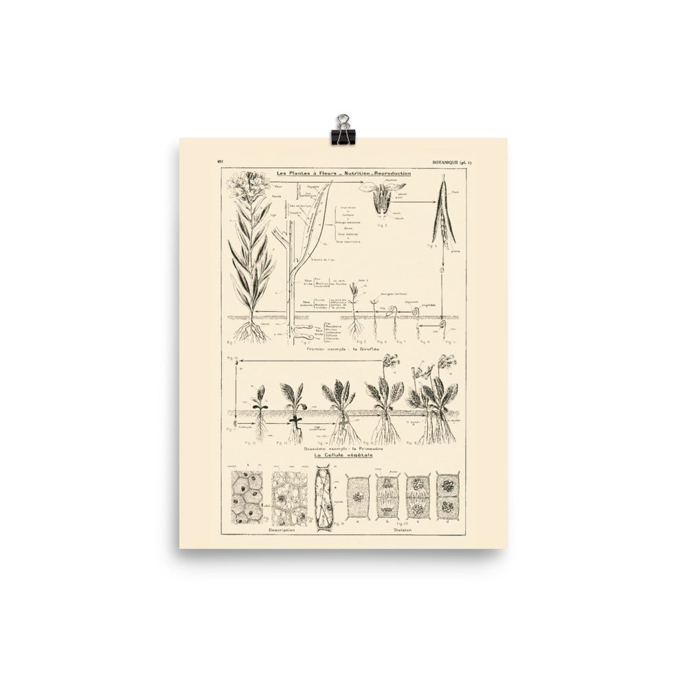Botanics poster - Nutrition & Reproduction of flowering plants