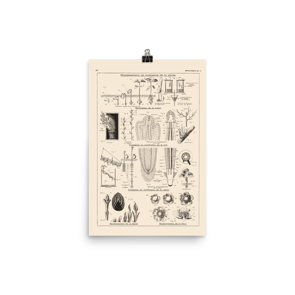 Botanics Poster - Floral Plants' Growth
