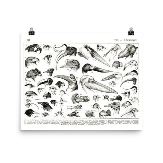 Horizontal Bird beaks poster by Adolphe Millot for Ornithology Science Decor