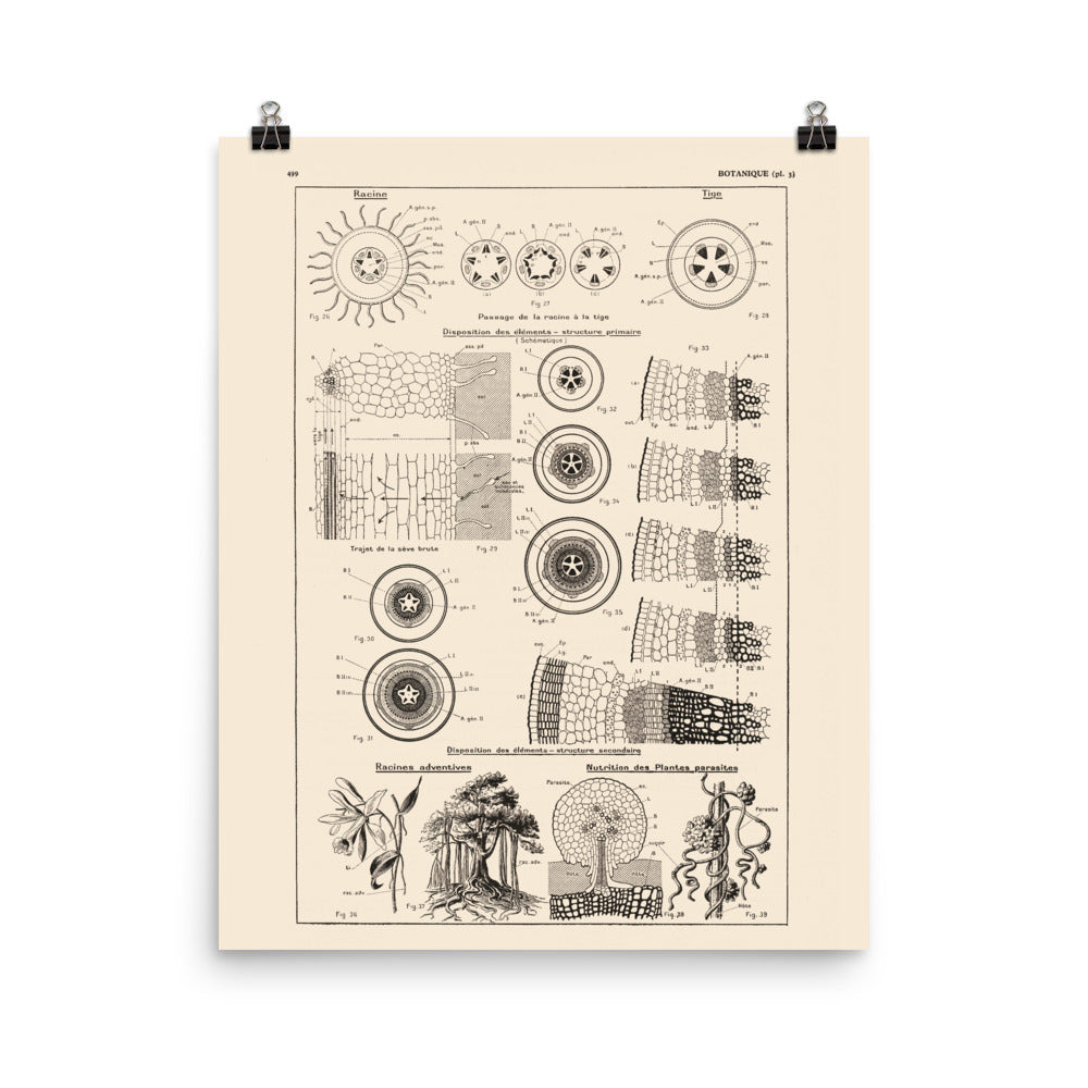 Affiche botanique - Structure des tiges et racines