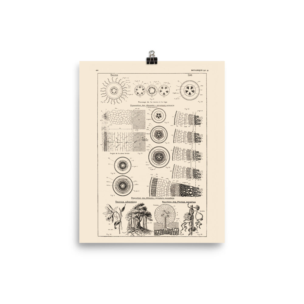 8x10 inches botanical poster roots stems