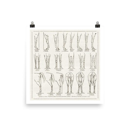 Large horse leg conformation poster for Equestrian Home Decor