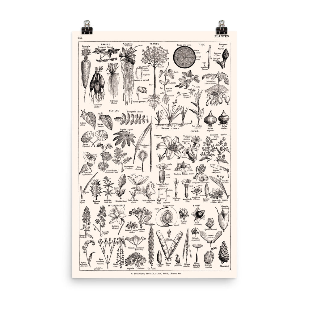 Large Scientific Botanical Plants Poster