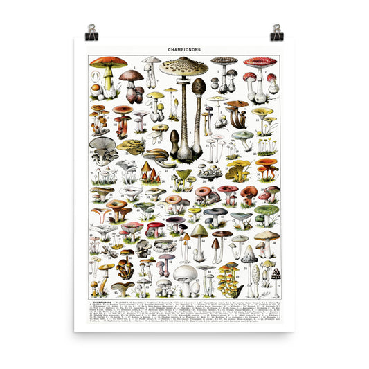 Large format Mushroom chart poster (In)