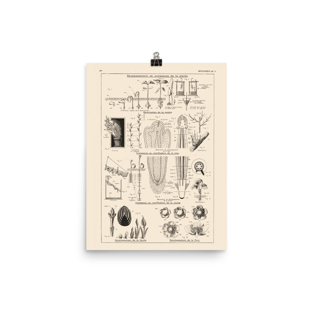Botanics Poster - Floral Plants' Growth