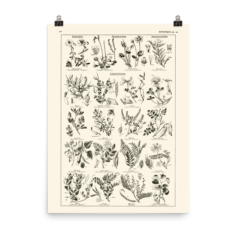 Grande Affiche Botanique de Légumineuses
