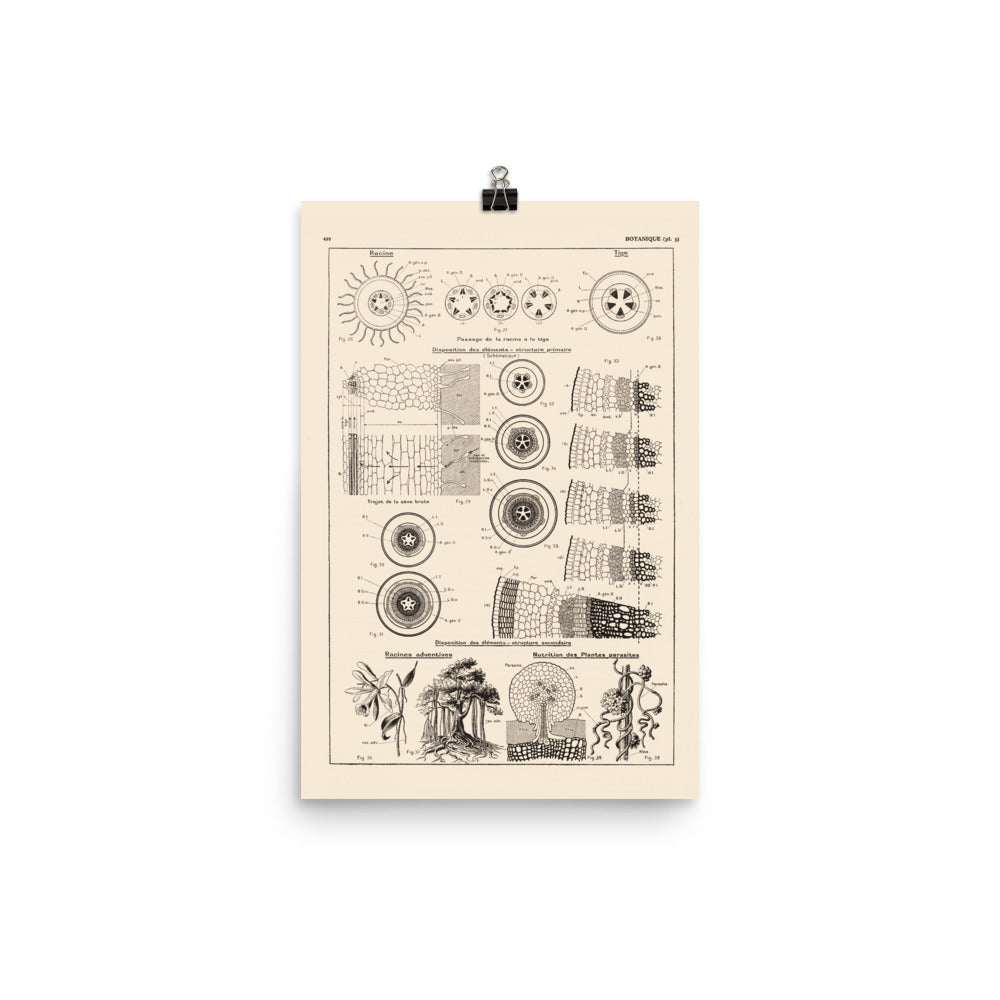 Affiche botanique - Structure des tiges et racines