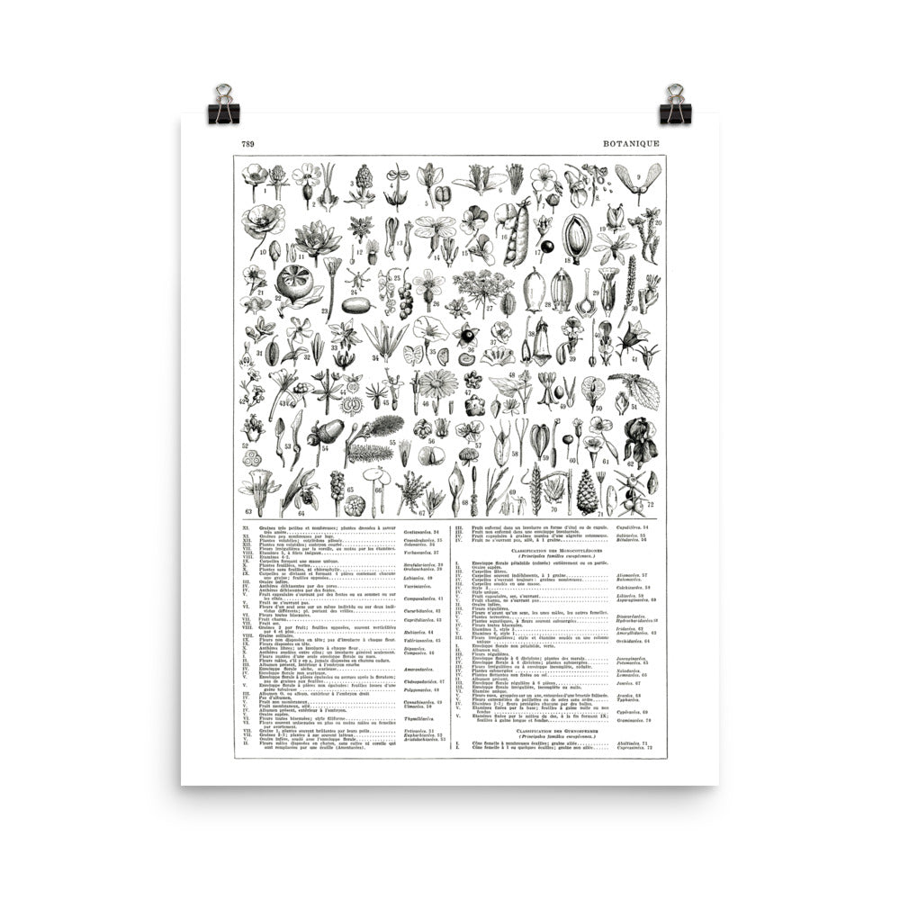 Large black and white plants botanical poster