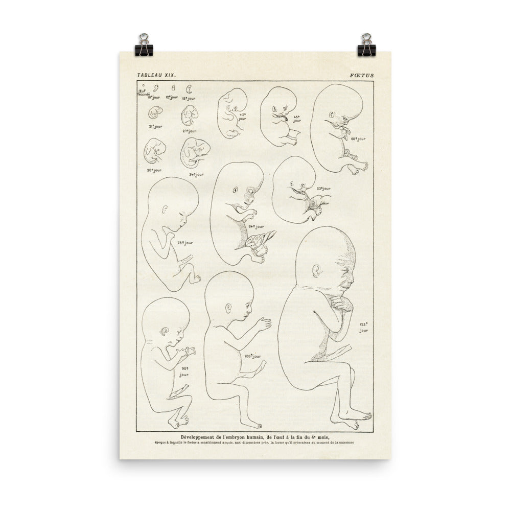 Vintage foetus anatomy poster