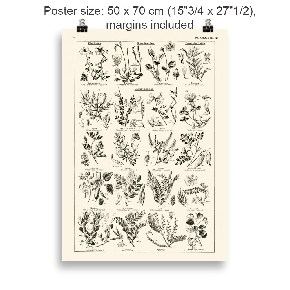 Grande Affiche Botanique de Légumineuses