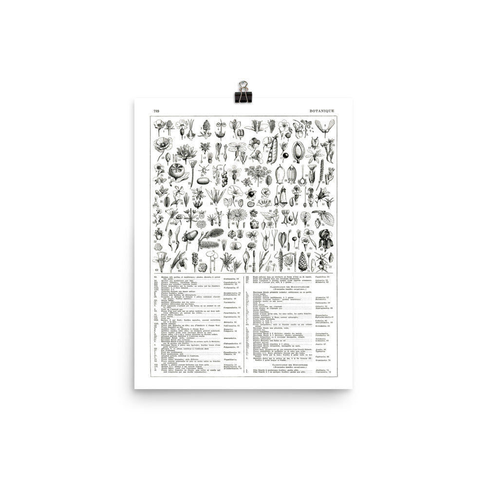 Large black and white plants botanical poster