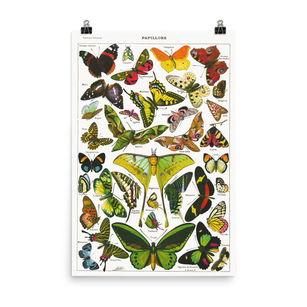 Large Butterflies & moths natural history print by Adolphe Millot