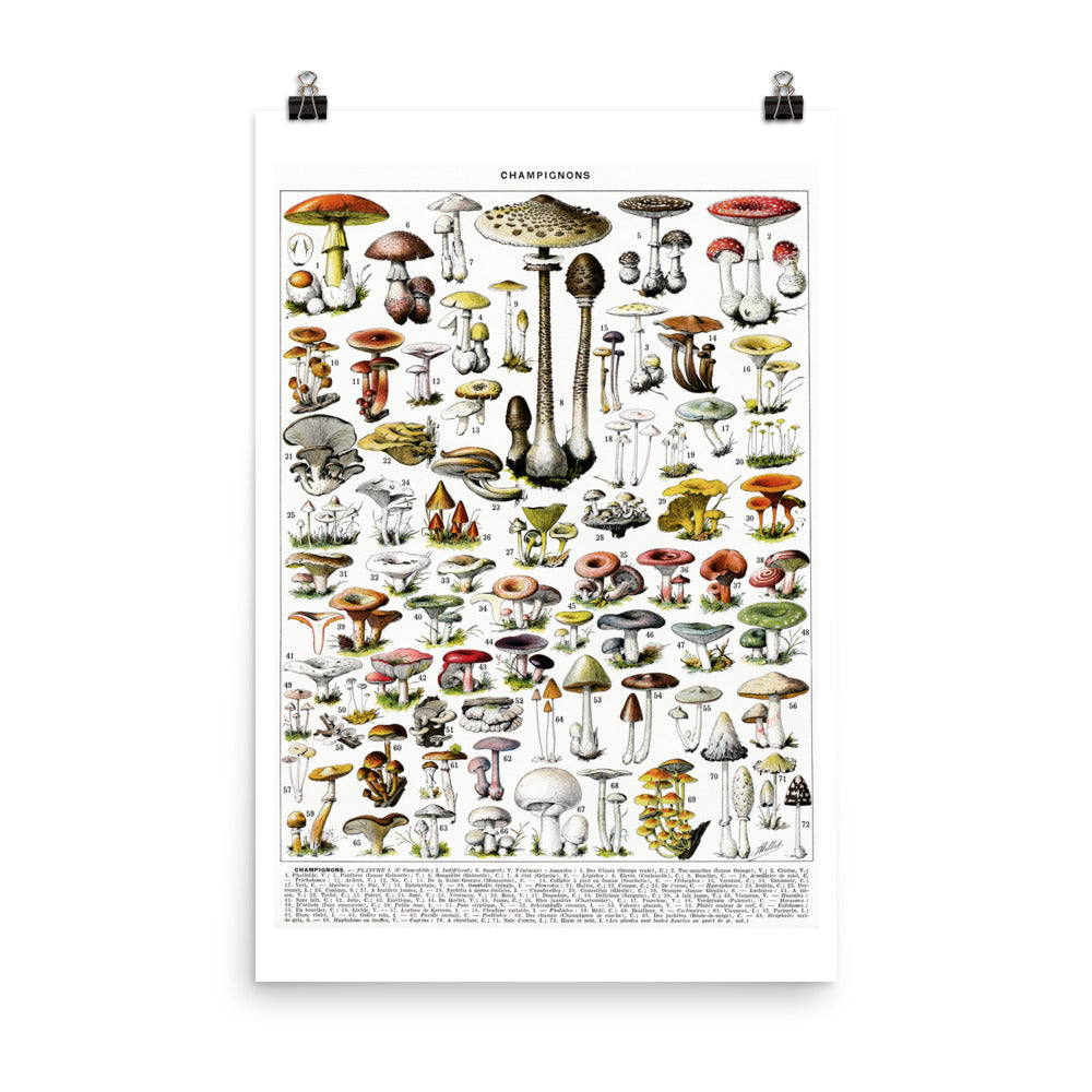 Large format Mushroom chart poster (In)