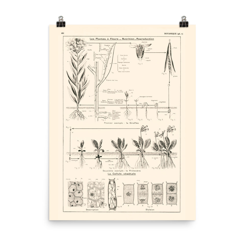 Botanics poster - Nutrition & Reproduction of flowering plants