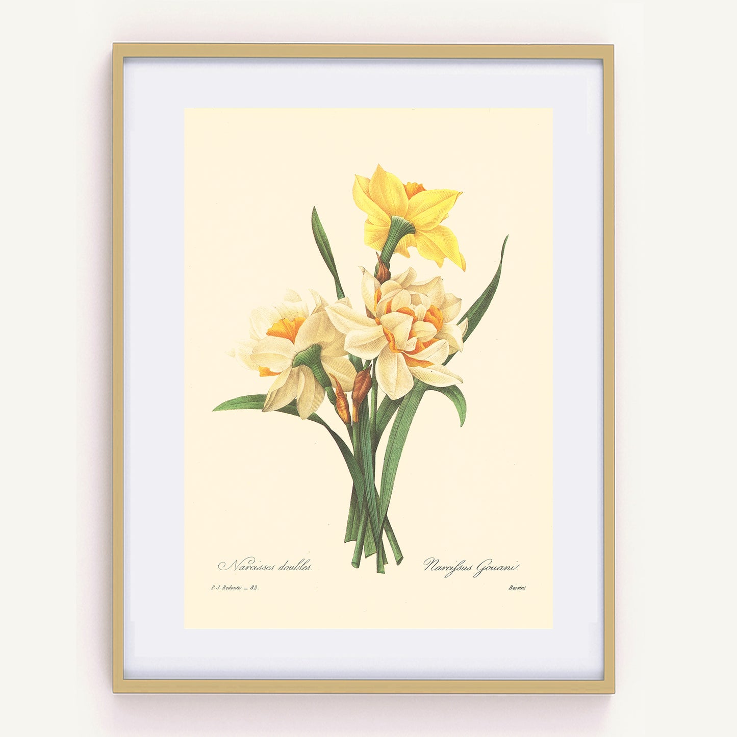 1986 Vintage Double Daffodils Botanical Print by Redouté