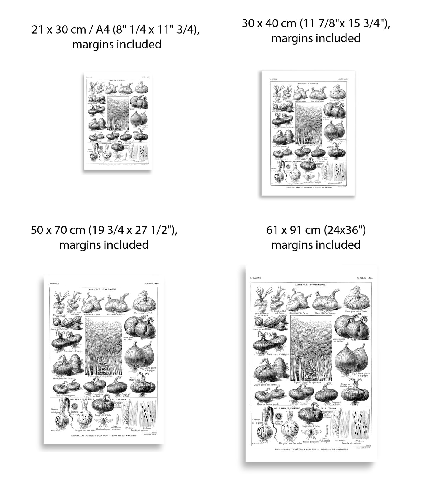 Grande Affiche Botanique d'Oignons
