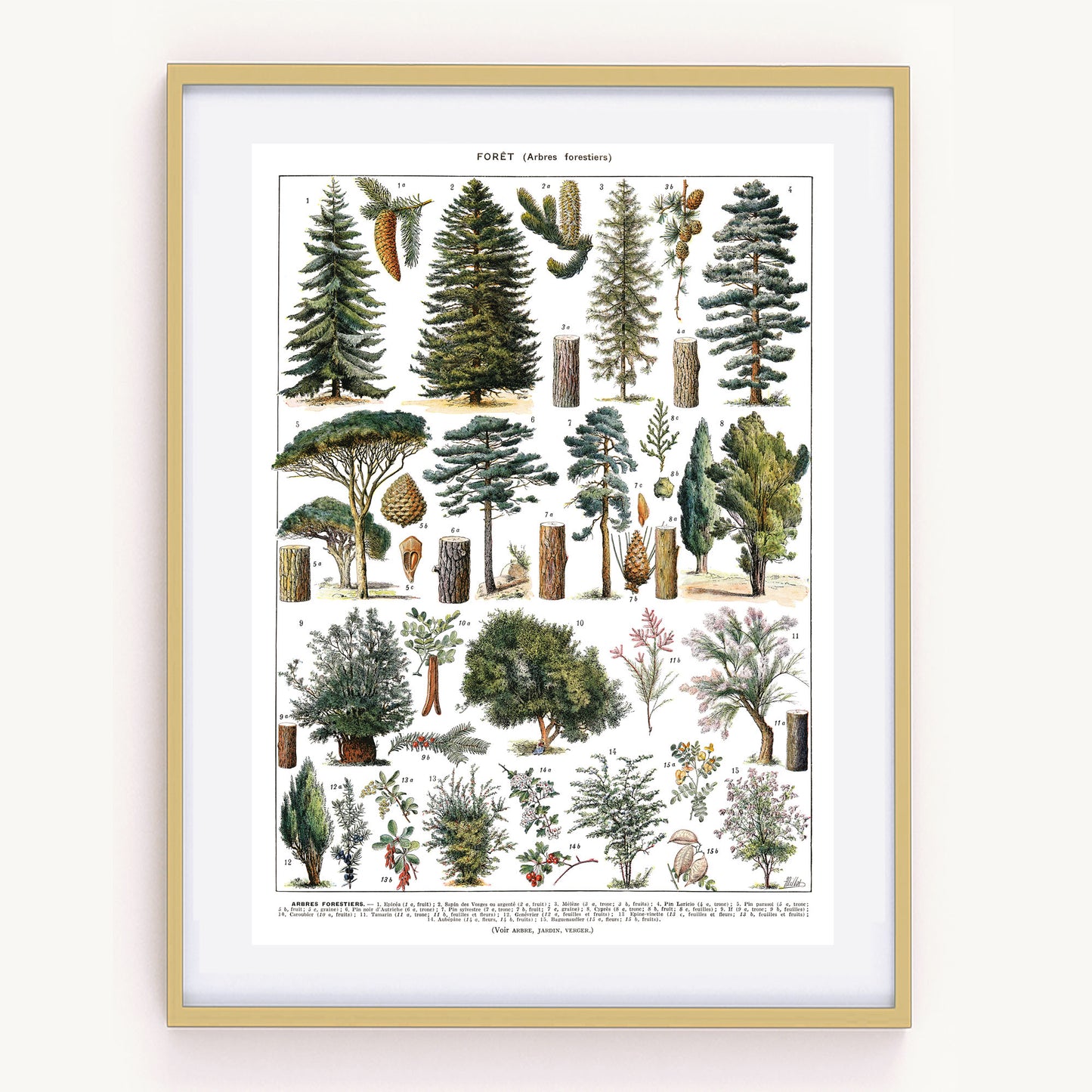 Large forest trees botanical poster. Pines & wild shrubs by Adolphe Millot