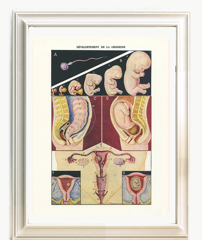 Pregnancy poster for medical doctors, obgyn & midwife gifts.