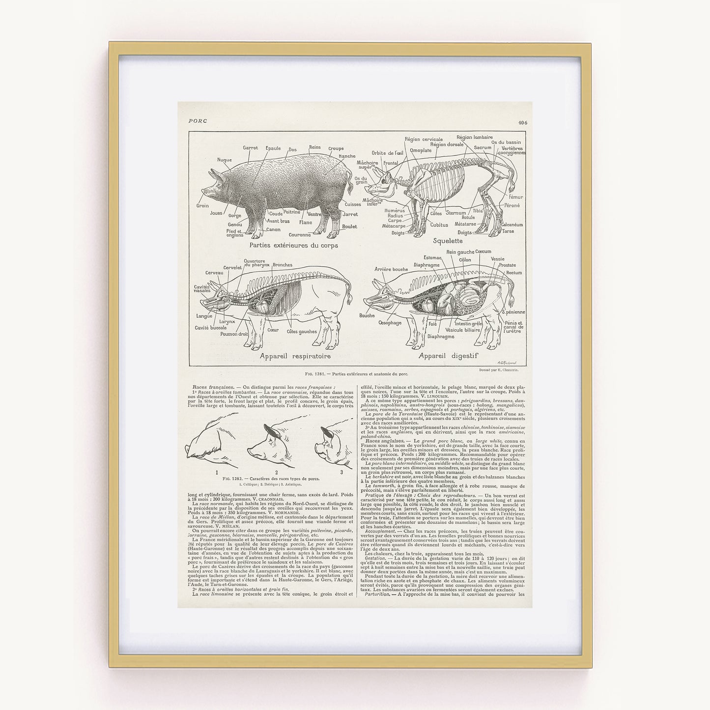 1921 Antique Pig Anatomy Diagrams