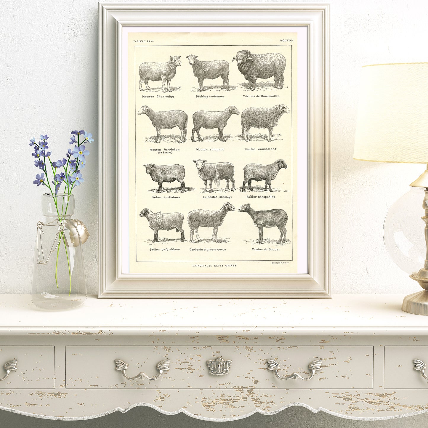 1921 Antique Sheep Breeds Poster
