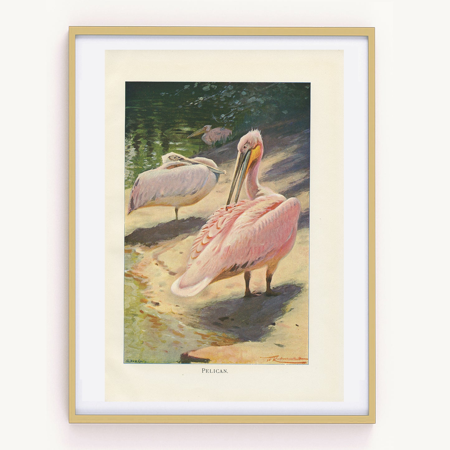 1916 Pelican Print - Lydekker