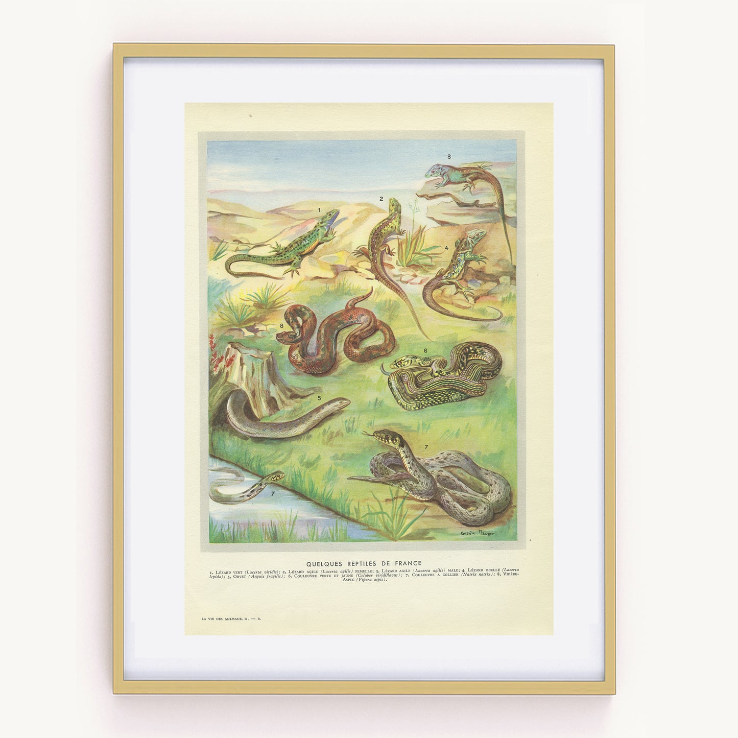 1949 1949 Illustration de Reptiles