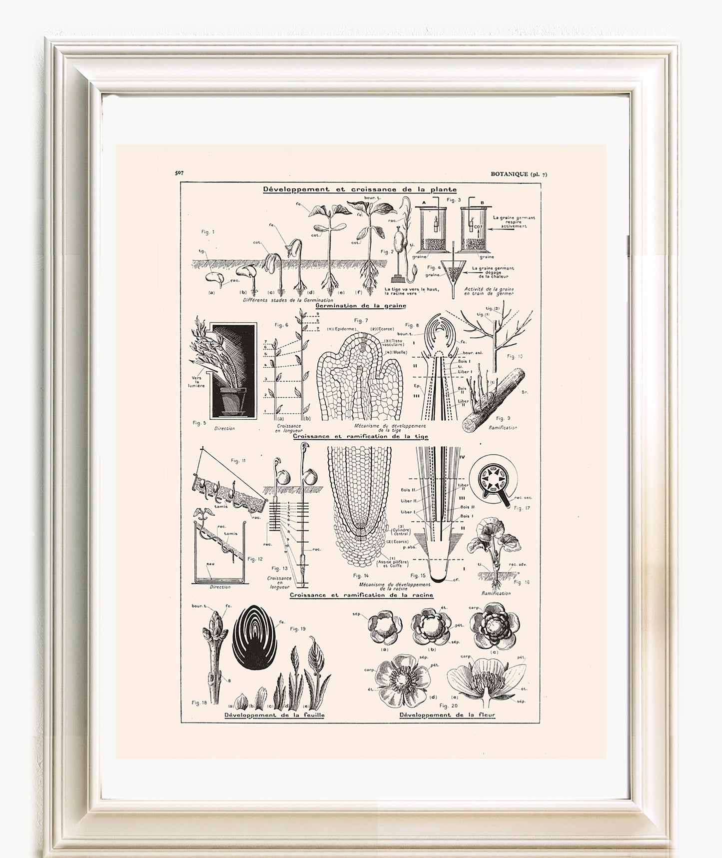 Botanics Poster - Floral Plants' Growth