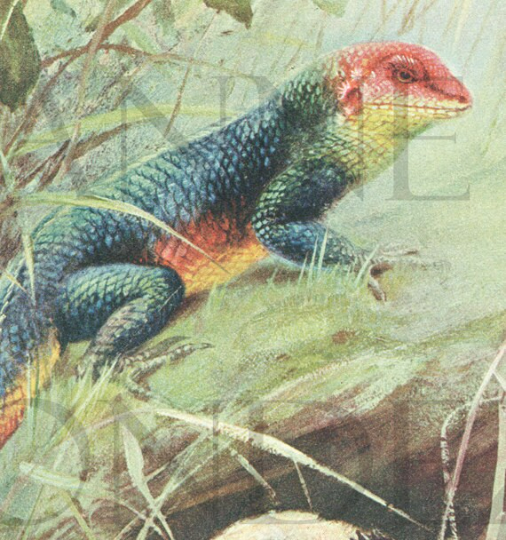 1916 Illustration de caméléon, vipère cornue et scarabée