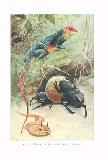 1916 Illustration de caméléon, vipère cornue et scarabée
