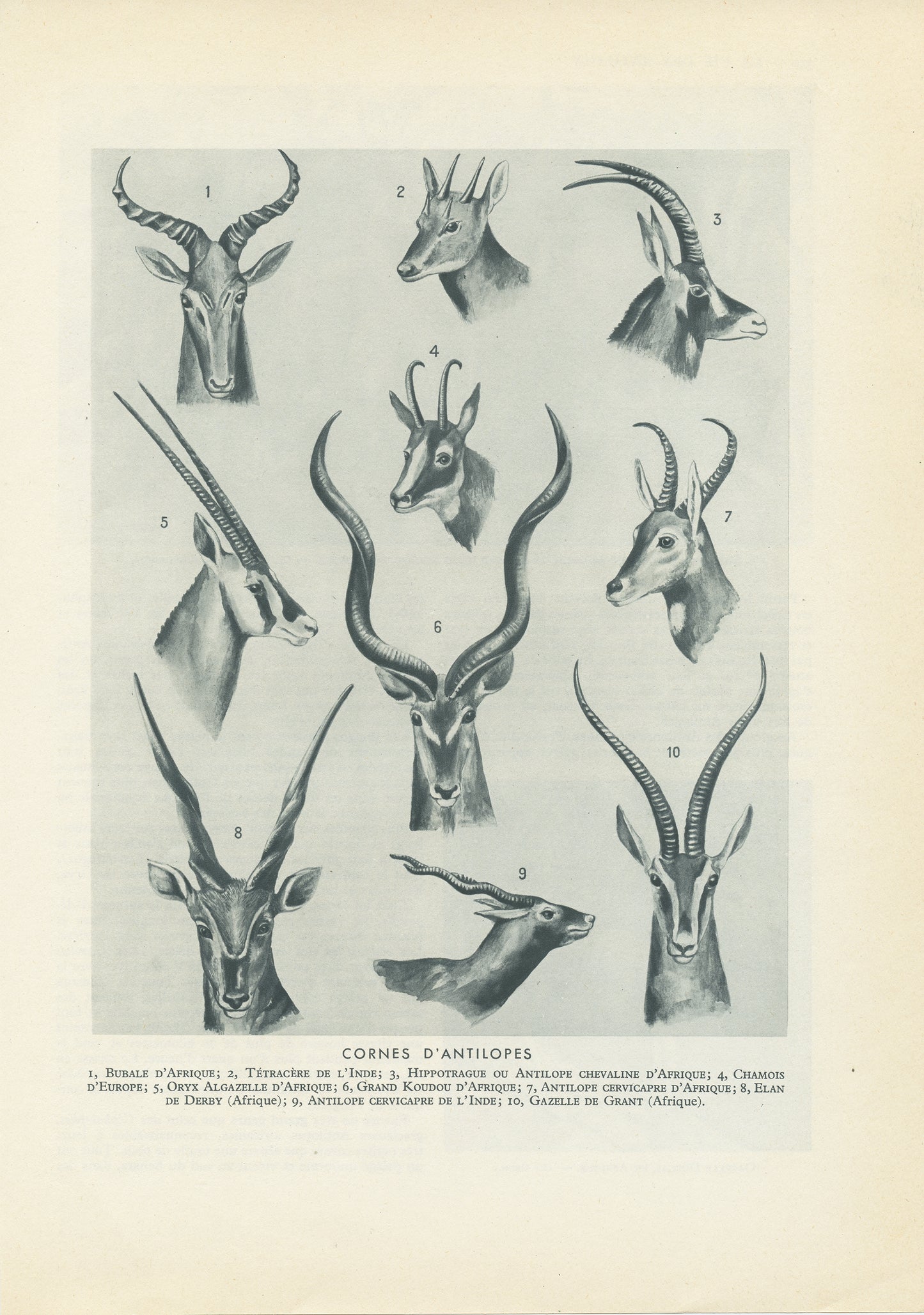 1949 Illustration de cornes d'antilopes