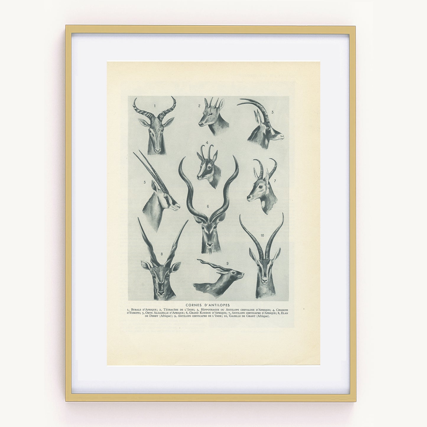 1949 Illustration de cornes d'antilopes