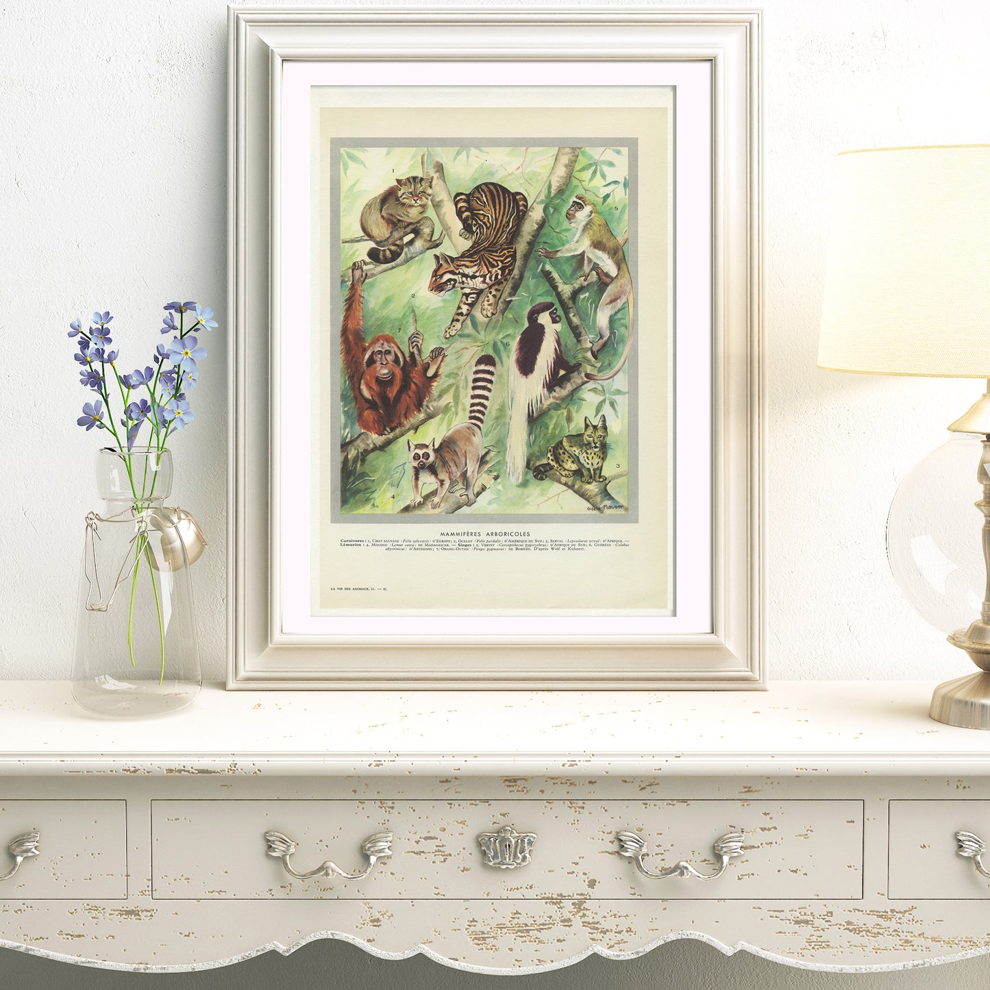 1949 Arboricole mammals print - Lemur, wildcat, monkey