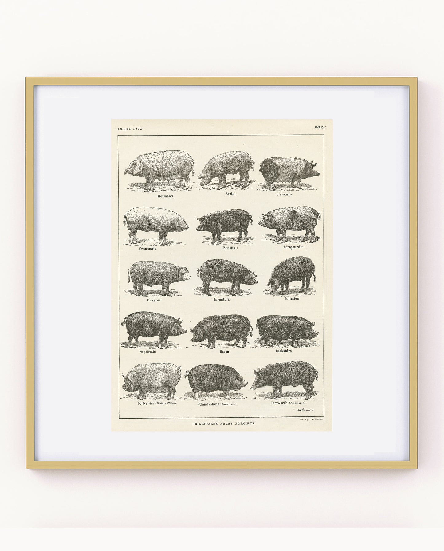 Antique French Pigs Breeds Chart