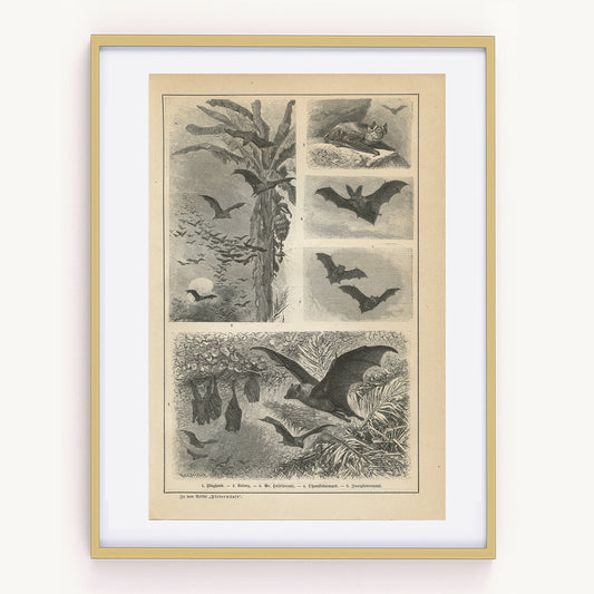 Uncover Rare Antique Animal Prints from 1890: A Delight for Wildlife Enthusiasts