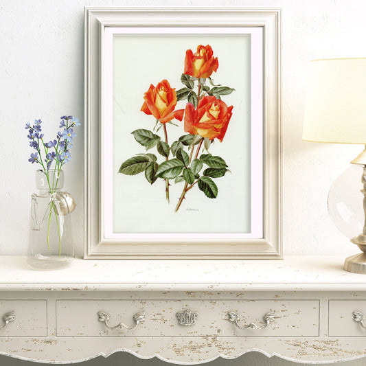 Roses Named After Famous People in Vintage Botanical Prints