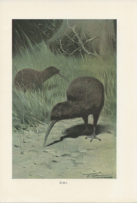 Kiwi birds print 