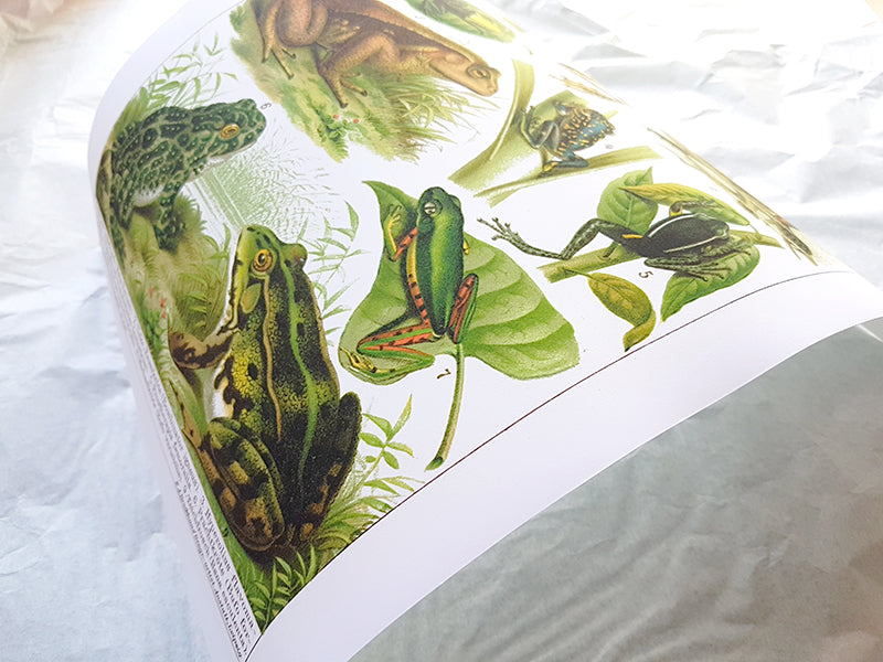 Antique frog poster
