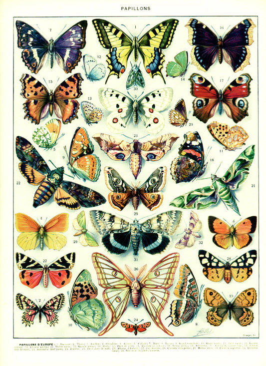 Adolphe Millot butterflies and moths print