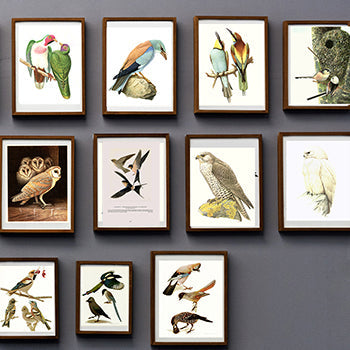 How to Create a Gallery Wall with Antique Prints
