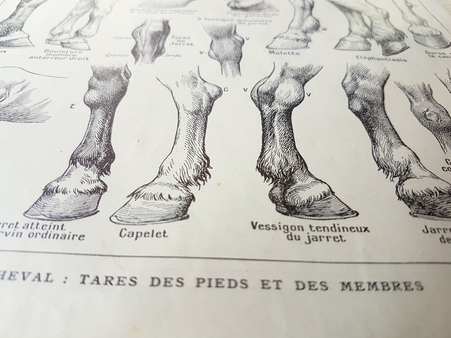 Antique Animals Prints